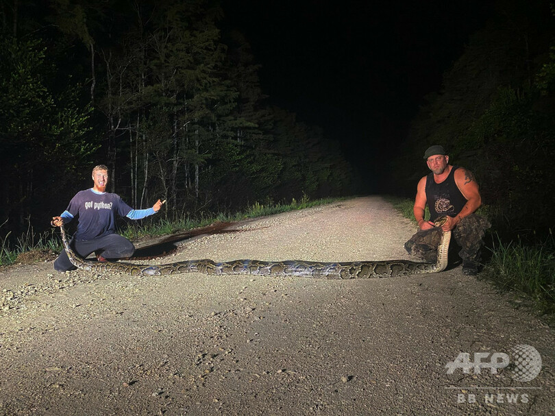 過去最長5 71メートルのニシキヘビをハンター捕獲 米フロリダ 写真1枚 国際ニュース Afpbb News