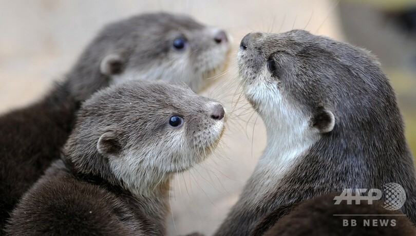 カワウソの国際取引禁止へ コツメカワウソも対象 ワシントン条約会議 写真1枚 国際ニュース Afpbb News