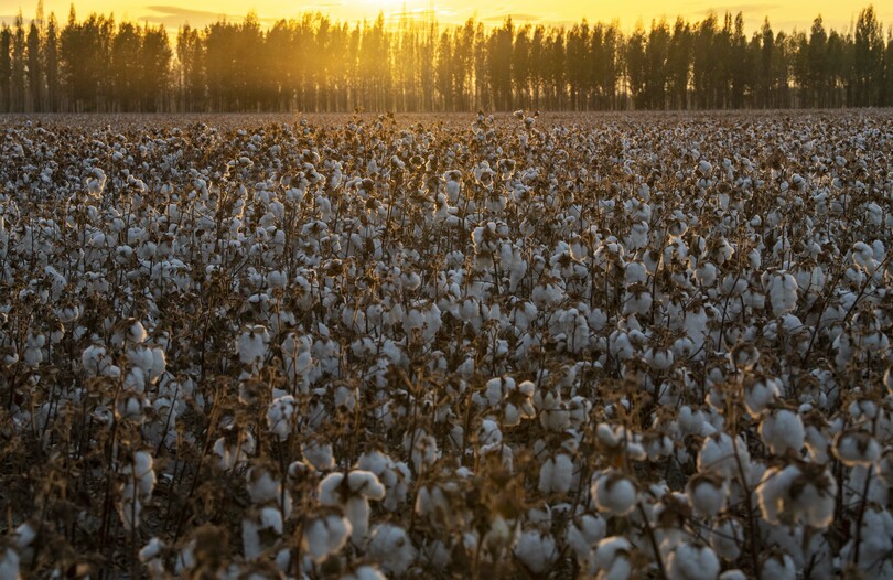 綿花の機械化栽培 収穫で農作業の効率と品質が向上 新疆ウイグル自治区 写真13枚 国際ニュース Afpbb News