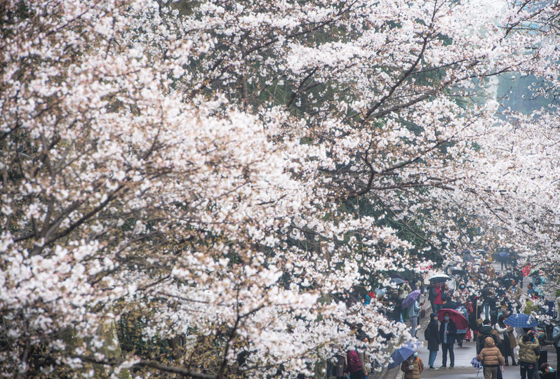 武漢大学で桜が満開 花見客の受け入れ始まる 写真10枚 国際ニュース Afpbb News