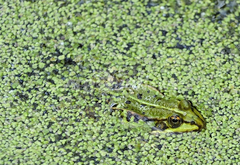 世界的なカエルの減少、除草剤と化学肥料が要因 米大学研究 世界的なカエルの減少、除草剤と化学肥料が要因 米大学研究