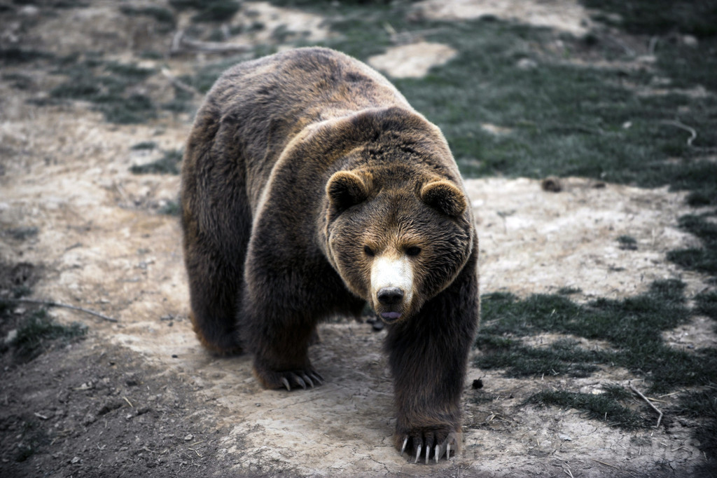 ヒグマの視点で撮影された映像、仏博物館で公開 ヒグマの視点で撮影された映像、仏博物館で公開
