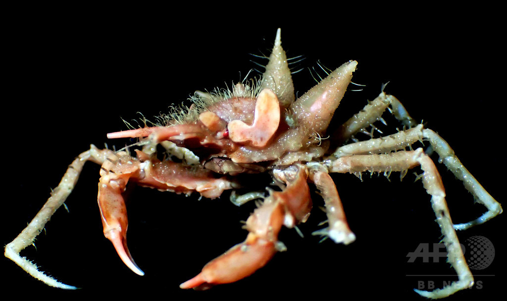 とげのあるカニや光る目のエビ 深海で新種発見 ジャワ島沖 写真2枚 国際ニュース Afpbb News