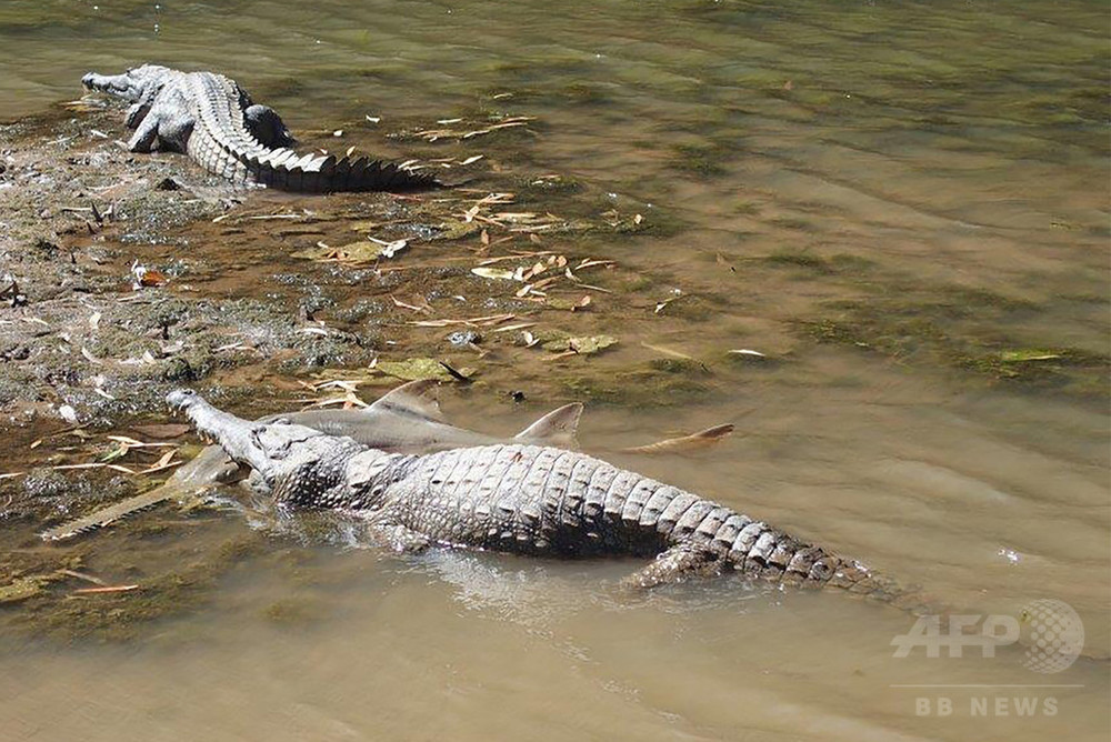 Змея крокодил акула. Гребнистый крокодил против акулы. Белая акула против гребнистого крокодила. Гребнистый крокодил ест акулу. Гребнистый крокодил в Австралии.