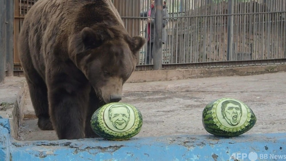 動画 バイデン氏の勝利を予言 ロシア動物園のクマやトラ 写真1枚 国際ニュース Afpbb News