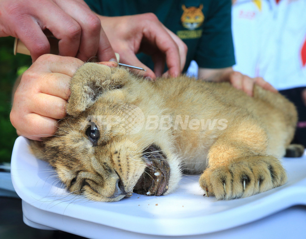 かわいい顔して意外に重い インドライオンの赤ちゃん 国際ニュース Afpbb News