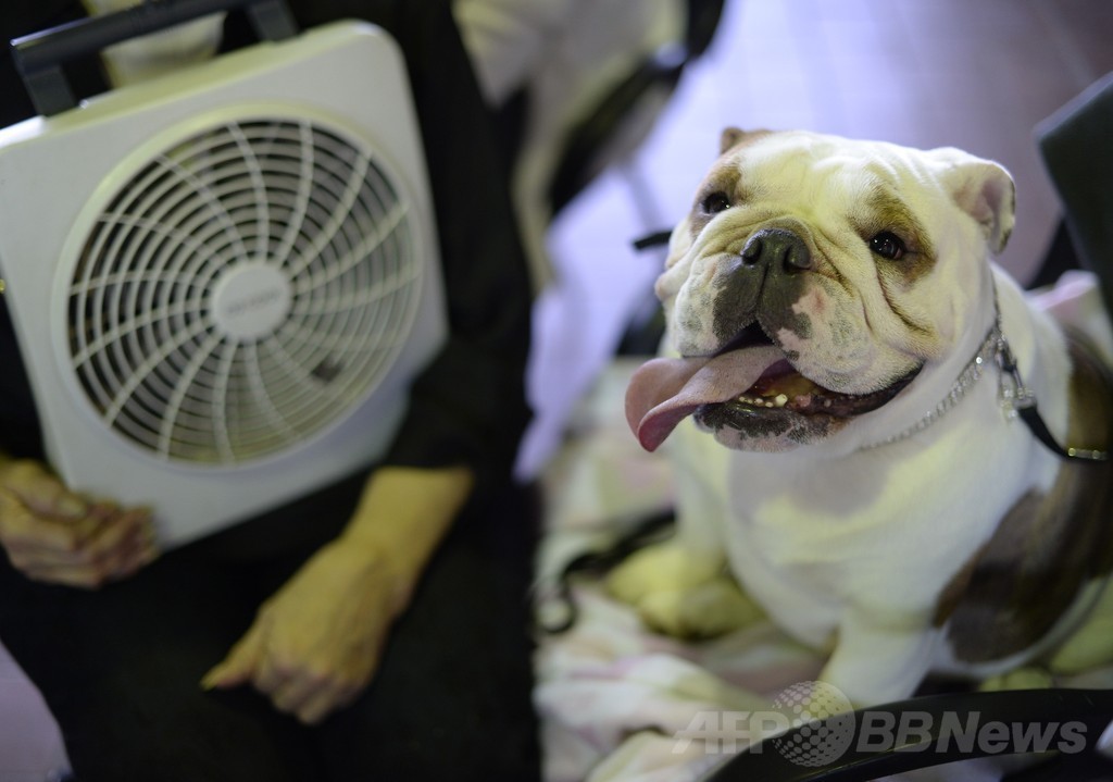 「美犬」大集合、ウエストミンスター・ケンネル・クラブ・ドッグショー