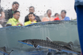 長江に放流される前のカラチョウザメ（2025年4月12日撮影）。(c)Xinhua News