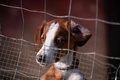 プリシュティナ・ドッグシェルターに保護された犬。コソボ首都プリシュティナ近郊のグラチャニツァで（2021年11月12日撮影）。(c)Armend NIMANI / AFP