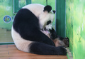 長隆野生動物ワールドで、赤ちゃんのおなかをなめて排便を助ける三つ子ジャイアントパンダの「萌萌」（2024年7月2日撮影）。(c)Xinhua News