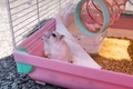 香港の動物管理センターに引き渡される、ハムスターの「マシュマロ」（2022年1月19日撮影）。(c)Bertha WANG / AFP