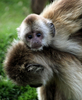 ベネズエラ・カラカス（Caracas）の動物公園では、かわいらしいサルたちが人気だ。写真は、母ザルの背中に乗った子ザル（2009年5月12日撮影）。(c)AFP/THOMAS COEX