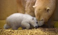 ドイツ・ブレーマーハーフェンの動物園で、母親と遊ぶホッキョクグマの赤ちゃん（2016年3月9日撮影）。(c)AFP/Carmen Jaspersen