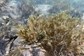 フランス南部マルセイユ付近の入り江で繁殖するフクリンアミジ（学名：Rugulopteryx okamurae、2021年6月25日撮影）。(c)Christophe SIMON / AFP