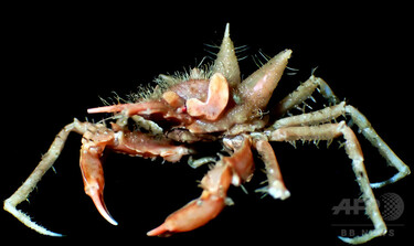 とげのあるカニや光る目のエビ、深海で新種発見 ジャワ島沖 写真2枚