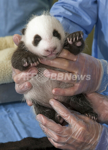 米サンディエゴ動物園の赤ちゃんパンダ、すくすく成長中 写真1枚 国際ニュース：AFPBB News