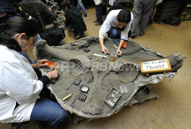 【特別出品】マンモスの環椎　化石　特大 マンモスのほぼ完全な化石、ロサンゼルスで見つかる 写真12枚 国際