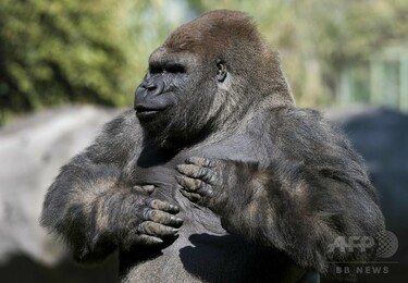 メキシコの動物園で人気者のゴリラ死ぬ、交配のため移送準備中に 写真3