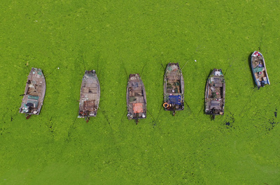 今年も大量発生、海面を覆う鮮やかな緑の藻 中国・青島