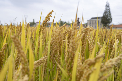 中国・次世代の超高収量米の道を切り拓くブレークスルー