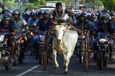 スリランカ伝統の牛車レース、牛もバイクも大迫力