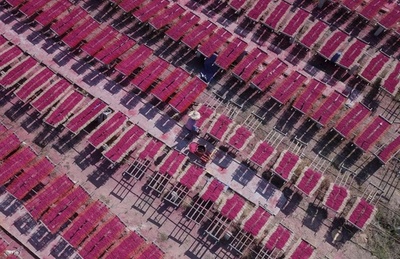 線香づくりは「繊細なアート」 旧正月控え産地は大忙し 中国