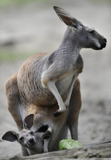 「カンガルーケア」で生き返った赤ちゃん、オーストラリア