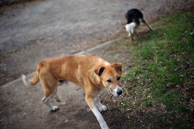 中国当局、野良犬100匹生き埋めに？