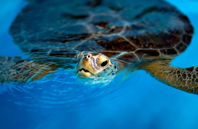 エビ漁でウミガメ5万頭が混獲死、米政府を提訴