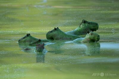 湖でアオコ大発生、カピバラも緑色に アルゼンチン