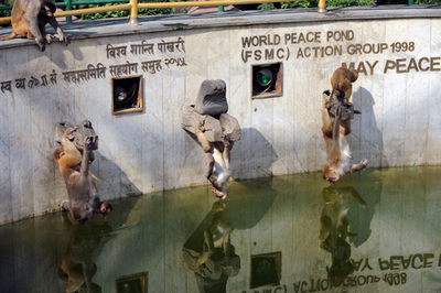 落ちないで！　水面すれすれで水を飲むサル