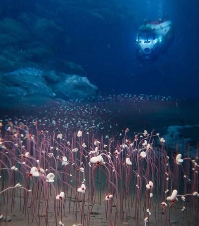 中国の深海艇「奮闘者」 1万メートルの海底で大規模生命圏を発見