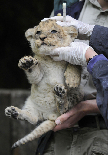 ライオン3きょうだいが健康診断、ドイツ