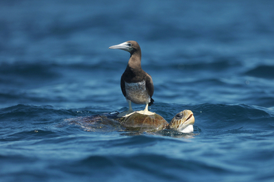 カメはトカゲより鳥に近い、過去最大の遺伝子分析で確認