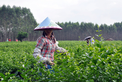 広西省横県「中国ジャスミンの郷」　関連商品の開発進む