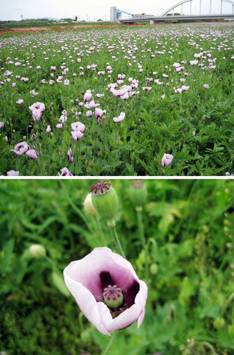 フラワーフェスティバル会場にケシの花、茨城・下妻