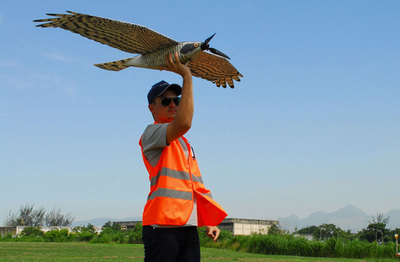 バードストライクを防げ！ハヤブサ型ラジコン飛行機 ブラジル