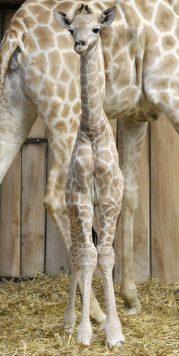 希少種アンゴラキリンの赤ちゃん、ドイツの動物園にお目見え