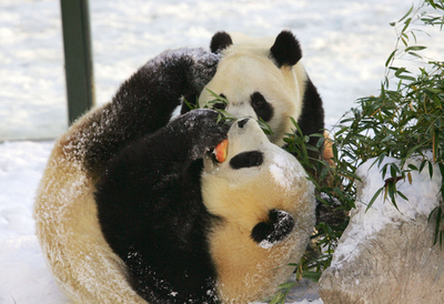 中国・維坊の仲良しパンダたち