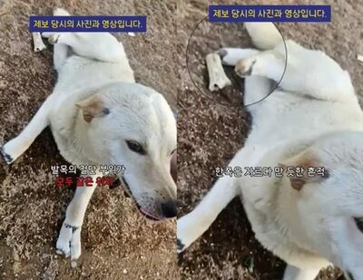 4本の足を切断された犬…韓国・衝撃の虐待に社会が激震「地面をはって生き延びた」