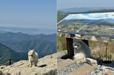 標高1198mの山頂に「しつけ済みの犬」置き去り…韓国・休暇を取って急行、救助した夫婦の執念と優しさ