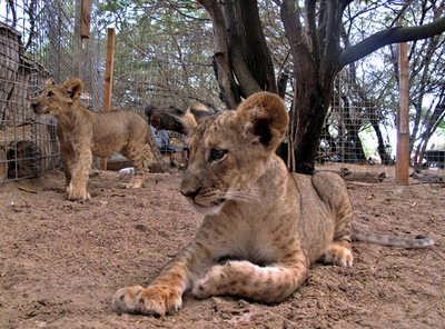 港で保護されたライオンの子ども、荒廃した街を明るく照らす ソマリア