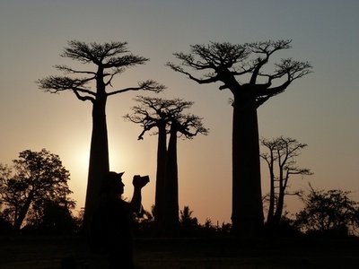 マダガスカルで横行する人骨盗難、5人を逮捕