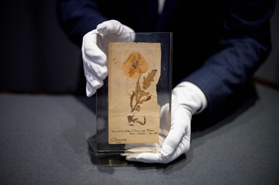 第1次大戦の塹壕から英兵が持ち帰ったケシの花、ロンドンで公開