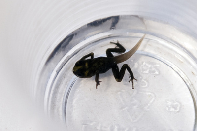 除草剤、オタマジャクシの捕食者に有害か 研究