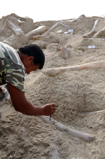 中国東部に恐竜化石群、新種も含まれている可能性大