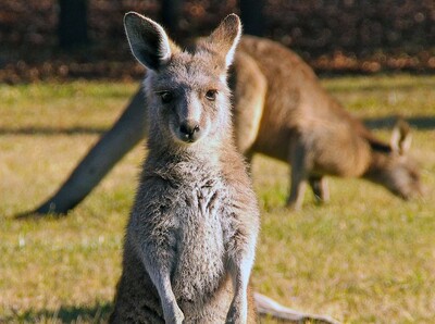 オオカミがカンガルーを「誘拐」、クリスマス・ディナーに調達？ ベルギー