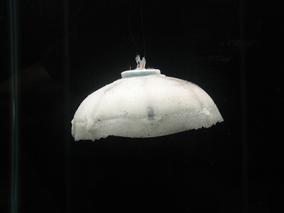 クラゲロボット「ロボジェリー」、エネルギー源は海水 米大