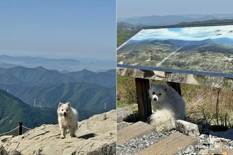 蔚山蔚州郡の天皇山山頂で、遺棄されたとみられる犬＝嶺南アルプス完登認証アプリ(c)MONEYTODAY