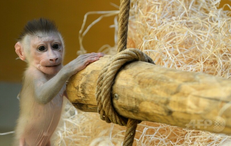 一人で遊べるよ ドリルの赤ちゃん 独動物園 写真8枚 国際ニュース Afpbb News